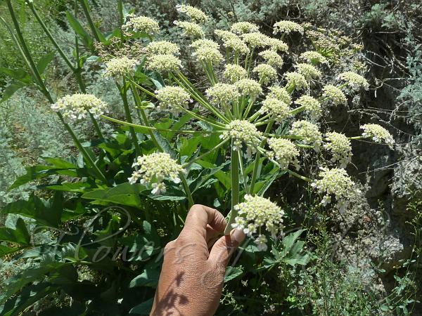 White Himalayan Hogweed